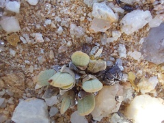 Cheiridopsis schlechteri