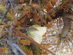 Monsonia