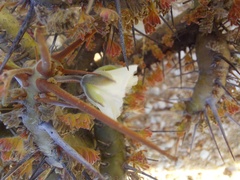 Monsonia
