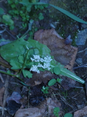 Pimpinella