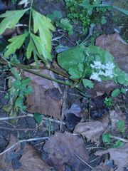 Pimpinella