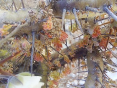 Monsonia
