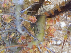 Monsonia