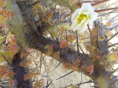 Monsonia