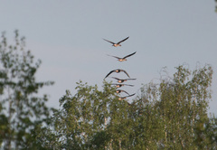 Anser serrirostris rossicus