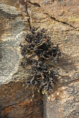 Monsonia