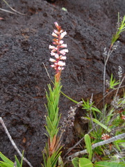 Dracophyllum balansae