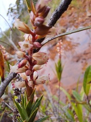 Dracophyllum balansae
