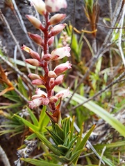 Dracophyllum balansae