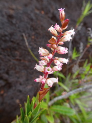 Dracophyllum balansae