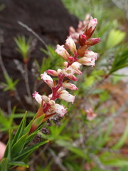 Dracophyllum balansae