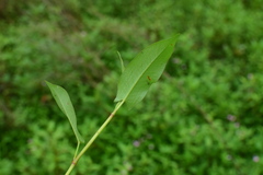 Persicaria dichotoma