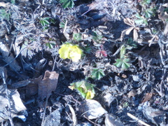 Potentilla verna