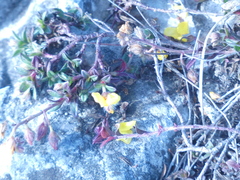 Helianthemum oelandicum