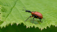 Apoderus coryli