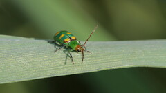 Diabrotica speciosa