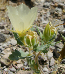 Mentzelia tricuspis