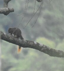 Paraxerus vexillarius