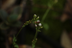 Fleischmannia microstemon
