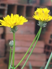 Crepis vesicaria
