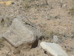 Callisaurus draconoides rhodostictus