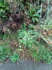 Plecostachys serpyllifolia