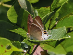 Abisara aita