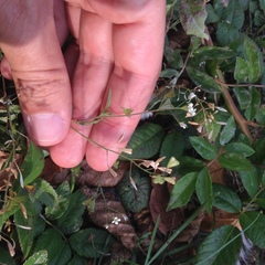 Capsella bursa-pastoris