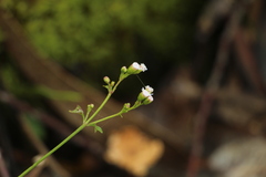 Fleischmannia microstemon