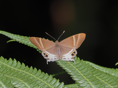 Abisara aita