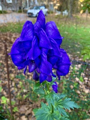 Aconitum uncinatum