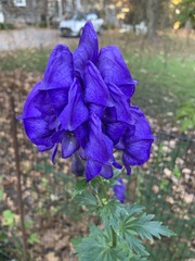 Aconitum uncinatum