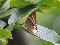 Abisara aita