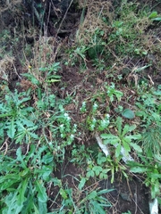 Plecostachys serpyllifolia