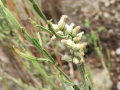 Baccharis articulata