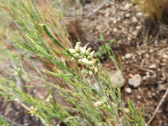 Baccharis articulata