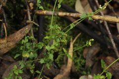 Fleischmannia microstemon