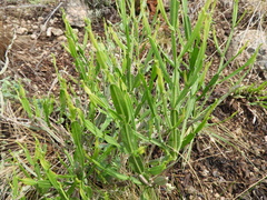 Baccharis articulata