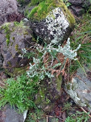 Plecostachys serpyllifolia