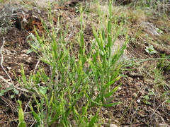 Baccharis articulata