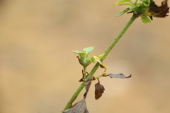 Fleischmannia microstemon