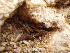 Haworthiopsis tessellata