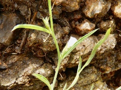 Evolvulus sericeus