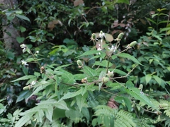 Rubus sumatranus