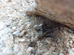 Haworthiopsis tessellata