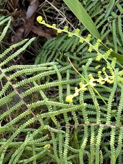 Gleichenia polypodioides