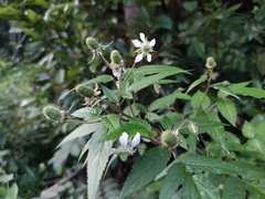 Rubus sumatranus