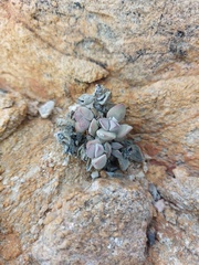 Crassula sericea