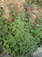 Lindenbergia philippensis