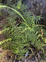 Gleichenia polypodioides